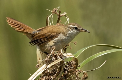 PAJONALERA PICO CURVO (Limnornis curvirostris) - Laguna del Diario - MALDONADO (Setiembre 2017)