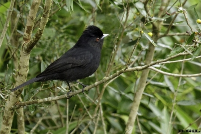 VIUDITA NEGRA COMÚN (Knipolegus cyanirostris) - Paso Mauricio - SAN JOS&Egrave; (Marzo 2019)
