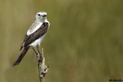 VIUDITA BLANCA GRANDE (Xolmis dominicanus) - (Hembra) Ba&ntilde;ado cercano a Paso Aver&igrave;as - ROCHA (Noviembre 2018)