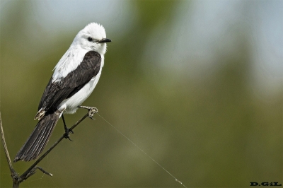 VIUDITA BLANCA GRANDE (Xolmis dominicanus) - (Macho) Ba&ntilde;ado cercano a Paso Aver&igrave;as - ROCHA (Noviembre 2018)