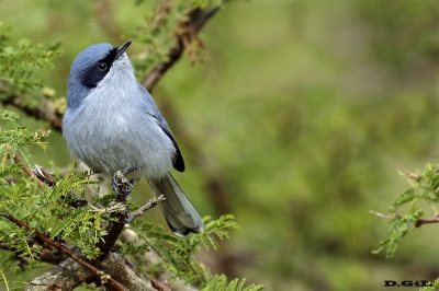 PIOJITO AZULADO (Polioptila dumicola) - Playa Penino - SAN JOS&Egrave; (Julio 2017)