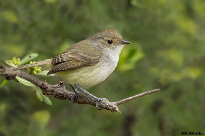 BARULLERO (Euscarthmus meloryphus) - Rinc&ograve;n de Melilla - MONTEVIDEO (Octubre 2018)