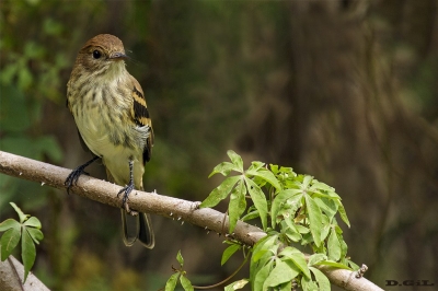 MOSQUETA ESTRIADA (Myiophobus fasciatus) - Monte en Paso Mauricio - SAN JOS&Eacute; (Marzo 2017)