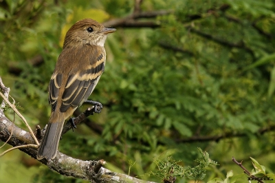MOSQUETA ESTRIADA (Myiophobus fasciatus) - Monte en Arroyo la Boyada - SAN JOS&Eacute; (Marzo 2016)
