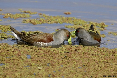 POLLA PINTADA (Gallinula melanops) - Ba&ntilde;adito en Puntas del Tigre - SAN JOS&Egrave; (Agosto 2018)