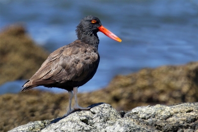 OSTRERO NEGRO (Haematopus ater) - Punta del Este - MALDONADO (Febrero 2016)