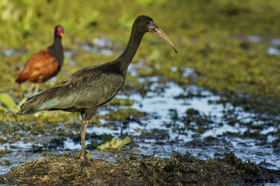CUERVILLO CARA PELADA (Phimosus infuscatus) - (Inmaduro) Laguna del Diario - MALDONADO (Enero 2018)