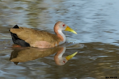 GALLINETA GRANDE (Aramides ypecaha) - Ba&ntilde;adito en Puntas del Tigre - SAN JOS&Eacute; (Abril 2017)