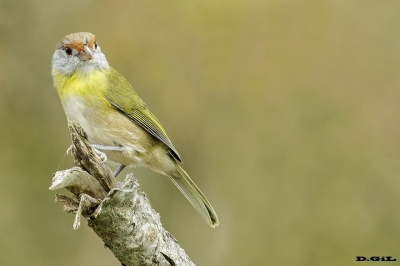 JUAN CHIVIRO (Cychlarhis gujanensis) - Laguna del Diario - MALDONADO (Abril 2018)