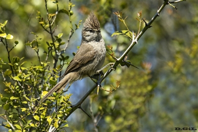 COLUDITO COPETÓN (Leptasthenura platensis) - Laguna del Diario - MALDONADO (Setiembre 2017)