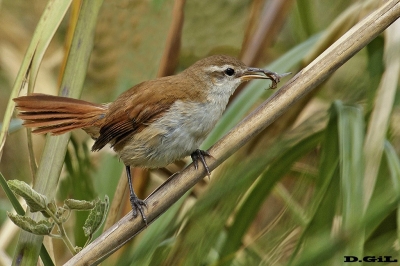 PAJONALERA PICO CURVO (Limnornis curvirostris) - Playa Penino - SAN JOSE (Diciembre 2017)