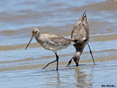 BECASA DE MAR (Limosa haemastica) - Jose Ignacio - MALDONADO (Setiembre 2015)