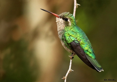 PICAFLOR VERDE (Chlorostilbon lucidus) - (Hembra) Humedales del Santa Luc&igrave;a - MONTEVIDEO (Setiembre 2016)