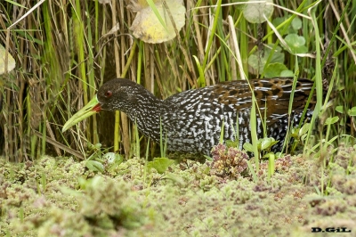 GALLINETA OVERA (Pardirallus maculatus) - Paso Mauricio - SAN JOS&Egrave; (Octubre 2018)