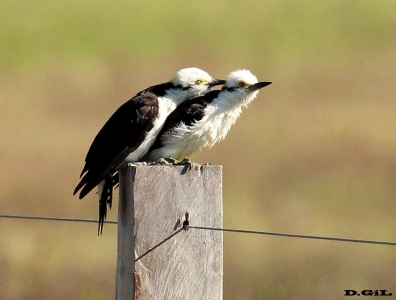 CARPINTERO BLANCO (Melanerpes candidus) - Rinc&ograve;n de Melilla - MONTEVIDEO (Junio 2013)