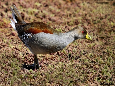 POLLA PINTADA (Gallinula melanops) - Paso Mauricio - SAN JOSÈ (Setiembre 2016)