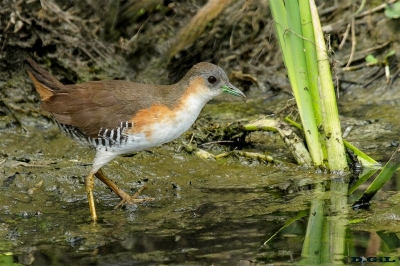 BURRITO PATAS VERDES (Laterallus melanophaius) - Ba&ntilde;adito Santiago Vazquez - MONTEVIDEO (Febrero 2019)