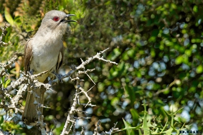 CUCLILLO GRIS (Coccycua cinerea) - Sierra de los Caracoles - MALDONADO (Febrero 2019)
