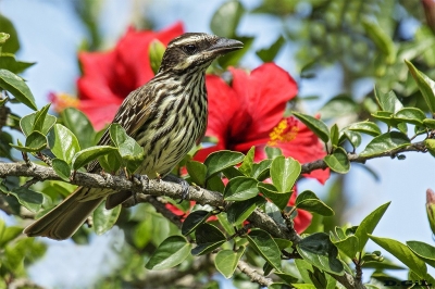 BENTEVEO RAYADO (Myiodynastes maculatus) - Laguna del Diario - MALDONADO (Enero 2019)