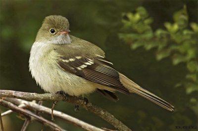 FÍOFÍO COMÚN (Elaenia parvirostris) - Laguna del Diario - MALDONADO (Octubre 2016)