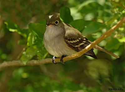 FÍOFÍO COMÚN (Elaenia parvirostris) - Punta Espinillo - MONTEVIDEO (Setiembre 2016)