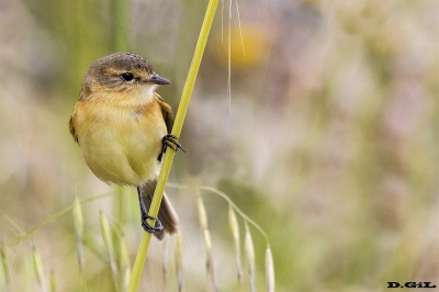 TACHURÍ CANELA (Polystictus pectoralis) - Faro de Punta Carretas - MONTEVIDEO (Noviembre 2018)