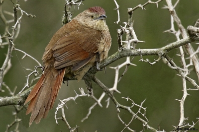 TIOTÍO COMÚN (Phacellodomus striaticollis) - Laguna del Diario - MALDONADO (Setiembre 2016)