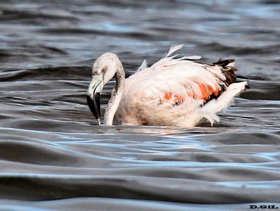 FLAMENCO AUSTRAL (Phoenicopterus chilensis) - Arroyo Maldonado - MALDONADO (Abril 2013)