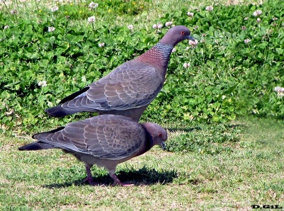 PALOMA DE MONTE (Patagioenas picazuro) - (Pareja) Faro de Punta Carretas-MONTEVIDEO (Setiembre 2010)