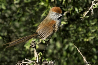 PIJUÍ COMÚN (Synallaxis spixi) - Sierra de Carap&egrave; - MALDONADO (Agosto 2017)