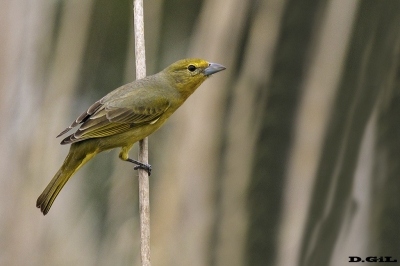 FUEGUERO (Piranga flava) - (Hembra) Ba&ntilde;adito Santiago Vazquez - MONTEVIDEO (Diciembre 2017)