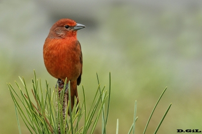 FUEGUERO (Piranga flava) - (Macho) Laguna del Sauce - MALDONADO (Junio 2017)