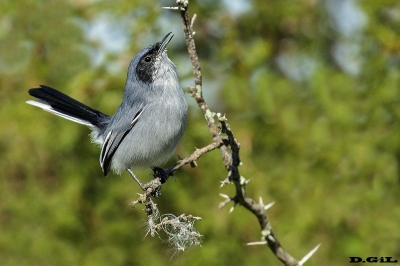 PIOJITO AZULADO (Polioptila dumicola) - Monte sobre Arroyo Mendoza - FLORIDA (Abril 2018)