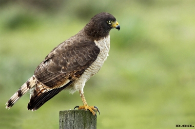 GAVILÁN COMÚN (Rupornis magnirostris) - Cno. del Indio - ROCHA (Setiembre 2014)