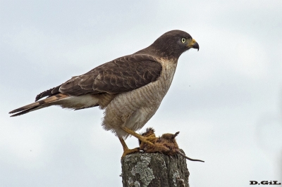 GAVILÁN COMÚN (Rupornis magnirostris)  - Paso Mauricio - SAN JOS&Eacute; (Setiembre 2016)