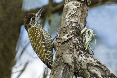 CARPINTERITO MANCHADO (Dryobates spilogaster)  - Laguna del Diario - MALDONADO (Setiembre 2018)