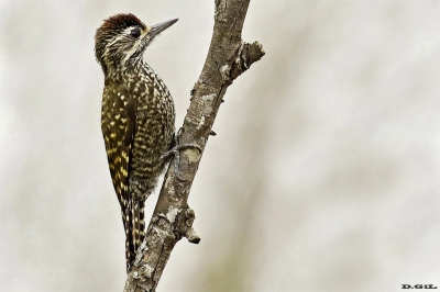 CARPINTERITO MANCHADO (Dryobates spilogaster)  - Puntas del Tigre - SAN JOSÈ (Setiembre 2016)