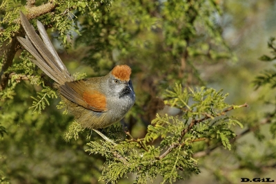 PIJUÍ COMÚN (Synallaxis spixi) - Rinc&oacute;n de Vignoli - FLORIDA (Octubre 2017)