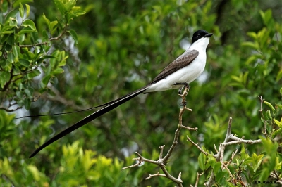 TIJERETA (Tyrannus savana) - Puntas del Tigre - SAN JOS&Eacute; (Diciembre 2016)