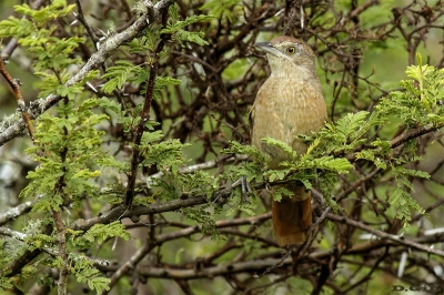 TIOTÍO COMÚN (Phacellodomus striaticollis) - Punta Espinillo - MONTEVIDEO (Marzo 2017)