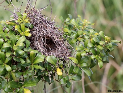 TIOTÍO COMÚN (Phacellodomus striaticollis) - (Nido) Playa Penino - SAN JOS&Egrave; (Octubre 2012)