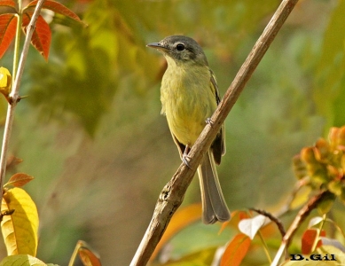 PICOCHATO GRANDE (Tolmomyias sulphurescens) - Jardin Bot&agrave;nico de R&igrave;o de Janeiro - BRASIL (Octubre 2015)
