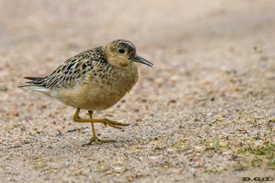 PLAYERITO CANELA (Calidris subruficollis) - Faro de Punta Carretas - MONTEVIDEO (Octubre 2018)