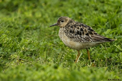 PLAYERITO CANELA (Calidris subruficollis) - Faro de Punta Carretas - MONTEVIDEO (Octubre 2018)