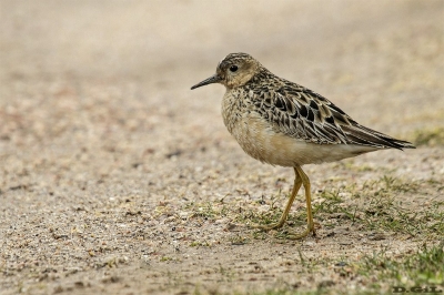 PLAYERITO CANELA (Calidris subruficollis) - Faro de Punta Carretas - MONTEVIDEO (Octubre 2018)
