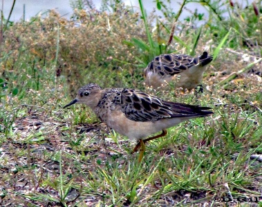 PLAYERITO CANELA (Calidris subruficollis) - Faro de Punta Carretas- MONTEVIDEO (Noviembre 2009)