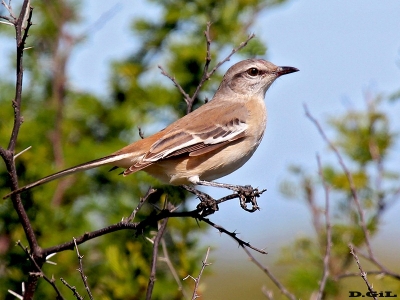 CALANDRIA TRES COLAS (Mimus triurus) - Puntas del Tigre - SAN JOS&Egrave; (Marzo 2012)