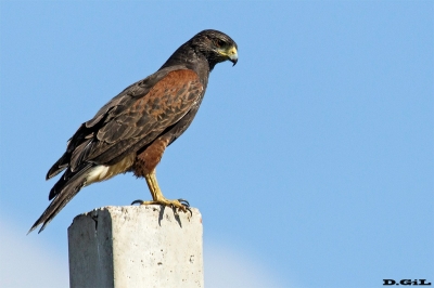 GAVILÁN MIXTO (Parabuteo unicinctus) - Laguna del Diario - MALDONADO (Abril 2019)