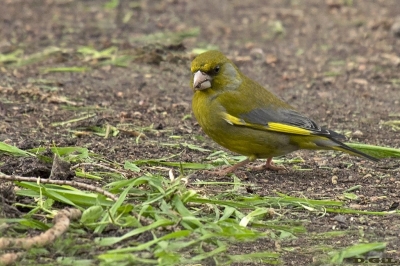 VERDERÓN (Chloris chloris) - Laguna del Diario - MALDONADO (Setiembre 2017)