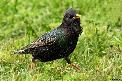 ESTORNINO PINTO (Sturnus vulgaris) - Puntas del Tigre - SAN JOS&Egrave; (Octubre 2016)